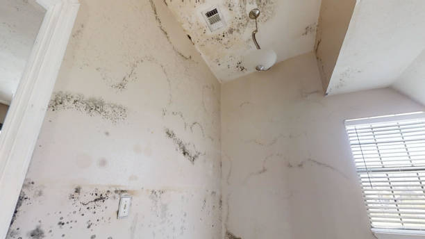 Best Real Estate Mold Inspection  in Penngrove, CA