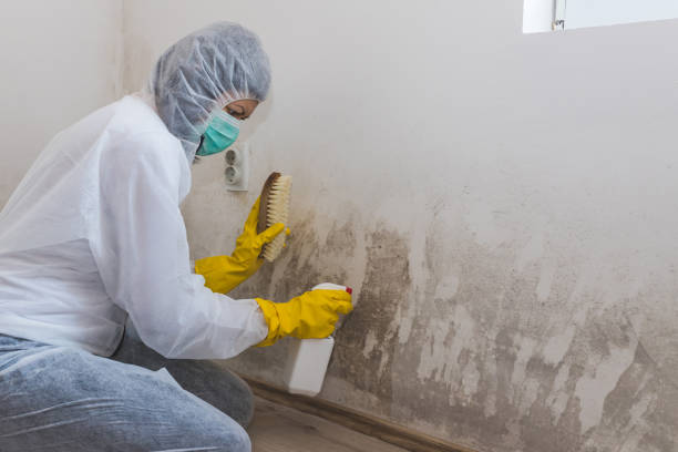 Mold Removal for HVAC Installations in Penngrove, CA