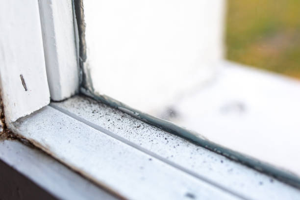 Reliable Penngrove, CA Mold Removal Solutions