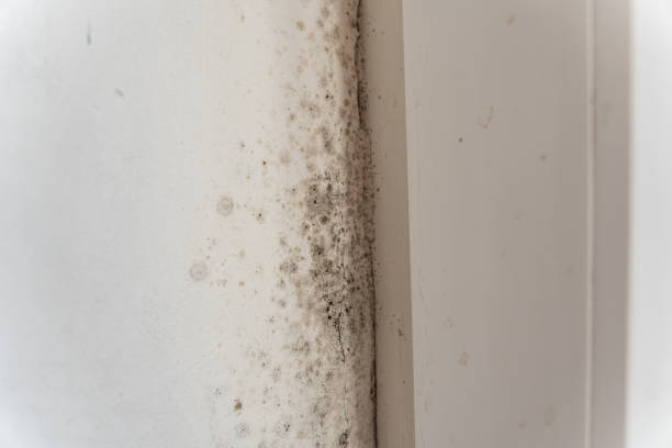 Best Black Mold Removal  in Penngrove, CA